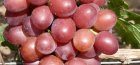 Variegated Grapes