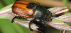 Beetle kuzka