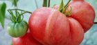 Miracol bulgar de tomate