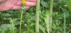 How asparagus grows