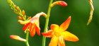 Planting and caring for Crocosmia