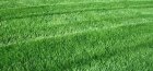 Ryegrass perene