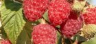 Raspberry variety Gusar