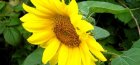 annual sunflower