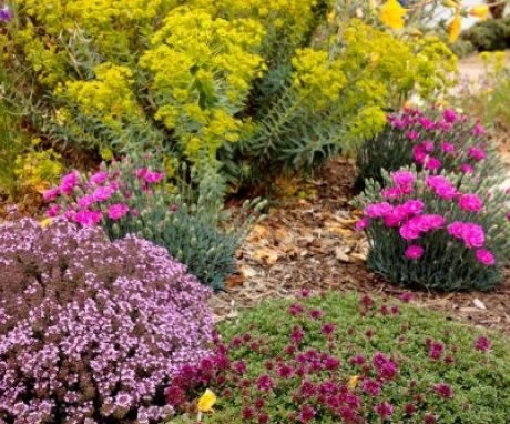 Design options for flower beds in a sunny area