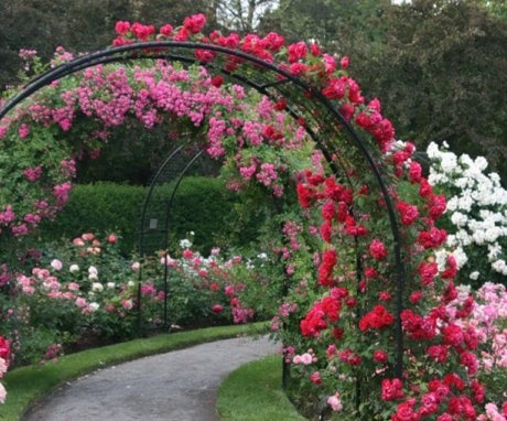 Growing and caring for a rose on an arch