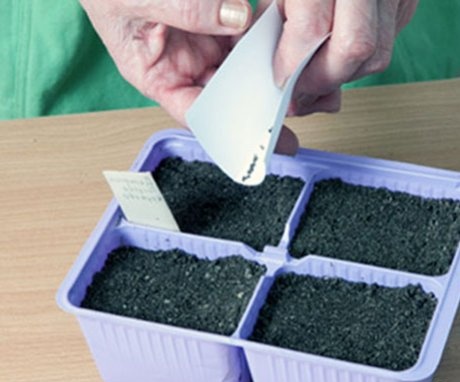 Plant seeds - preparation and planting