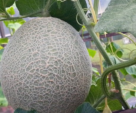 Conditions for growing melons in a greenhouse