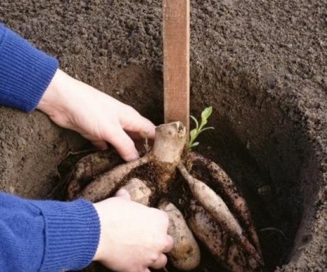 How tuberous are planted
