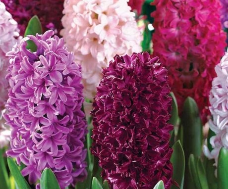 The best varieties and types of flower for growing