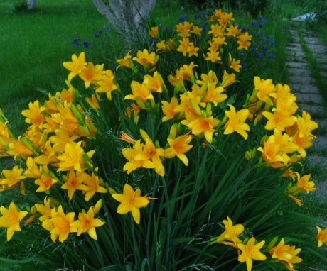 Using the Middendorf daylily
