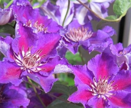 Uses of Clematis Ashva