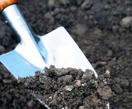 Preparing the soil for planting