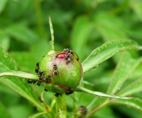 Pests that prevent the peony from blooming and the fight against them