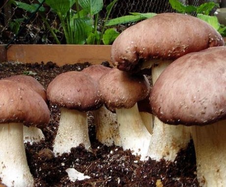 Growing porcini mushrooms in the country