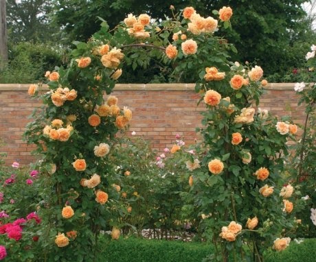 Correct planting of roses and reproduction