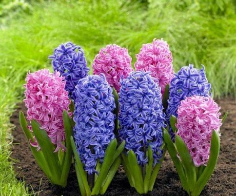 Hyacinth care