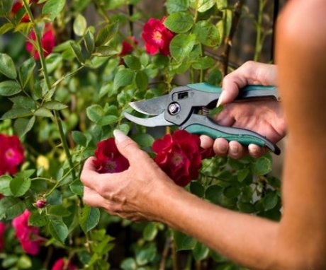 Pruning rules and timing
