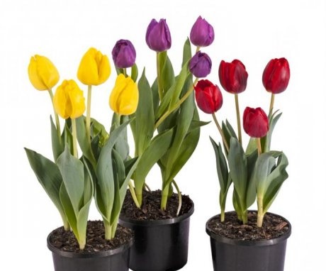 Varieties of tulips for distillation