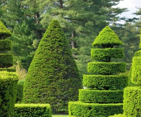 The essence of topiary art