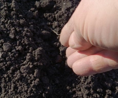 Planting onion seeds in the soil