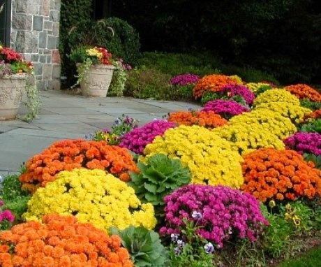 Flowers for flower beds in the country