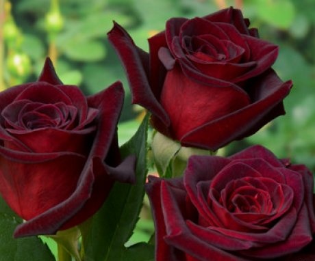 Popular varieties of garden roses