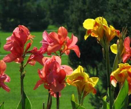 Canna - description and features of the flower