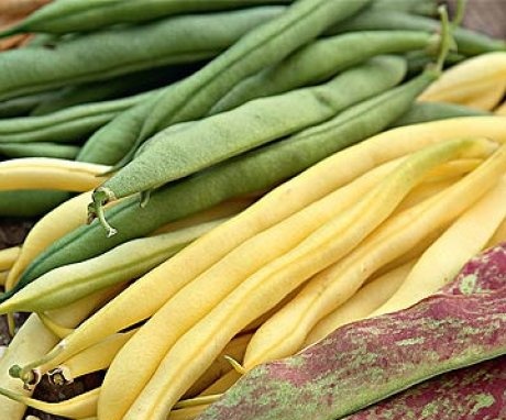 Varieties of bush asparagus beans