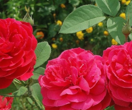Cele mai bune soiuri de trandafiri pentru o reproducere de succes