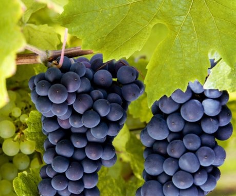 Choosing the best grape varieties to grow