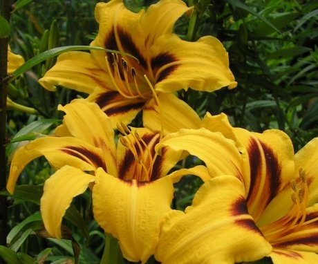 Description of daylily, hybrids and varieties
