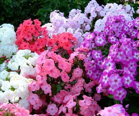 The best varieties of phlox for autumn planting