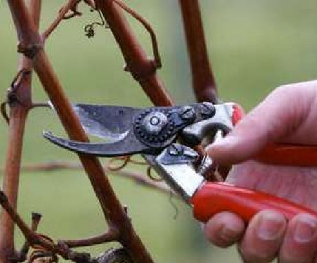 Pruning grape varieties ladies fingers