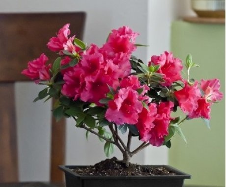 Optimal conditions for keeping azaleas