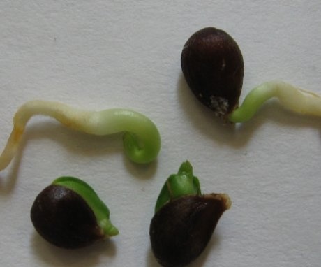 Cultivarea semințelor germinate