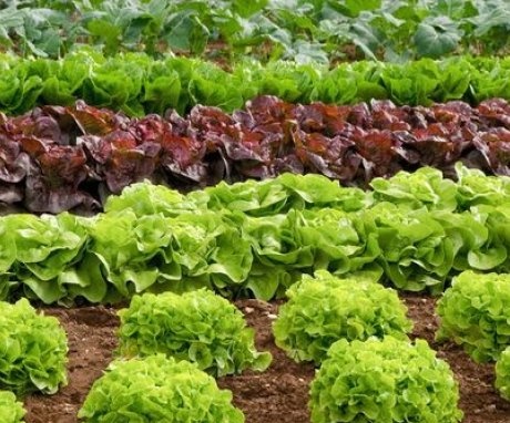 Tipuri de salată verde