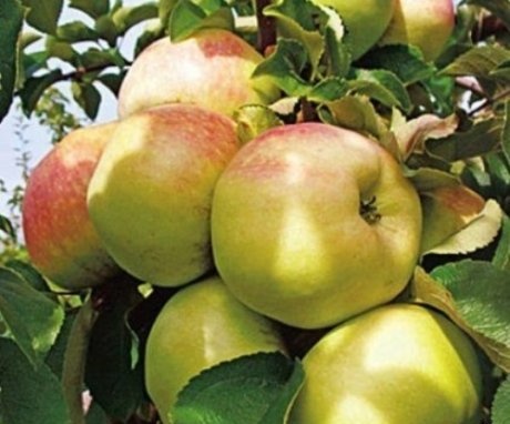 Descrierea soiului de măr Bogatyr