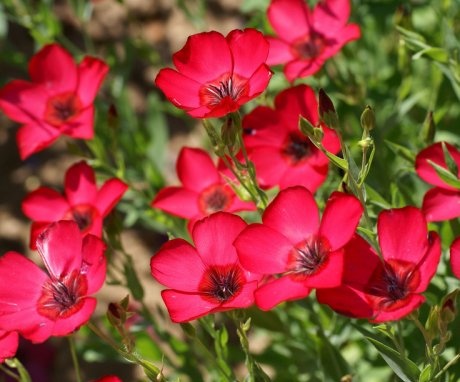 How to care for different varieties of flowers