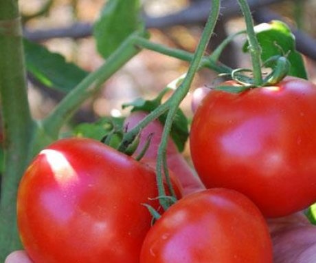 The concept of determinant and indeterminate tomatoes