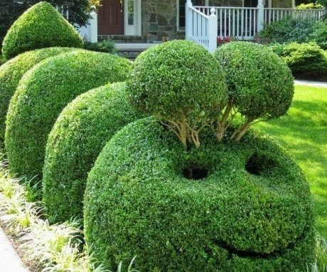Types and forms of topiary