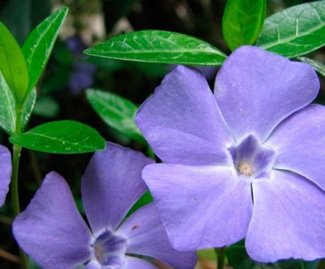 The symbol of vitality - periwinkle