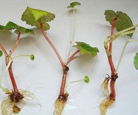 Metode de reproducere Begonia