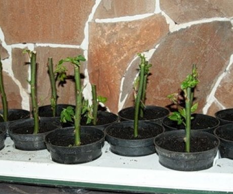 Propagation of roses by cuttings