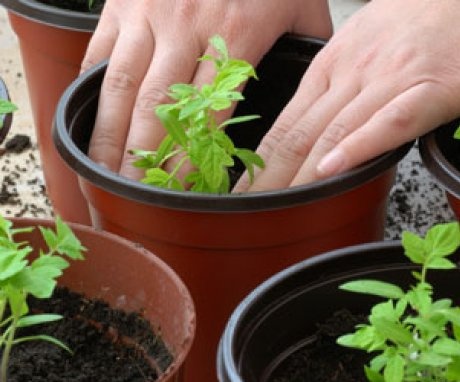Growing tomato seedlings without picking and with picking