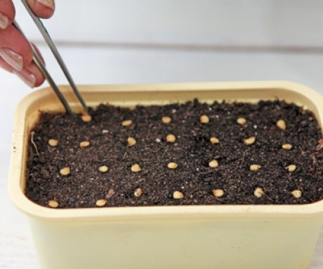Planting seeds in the soil