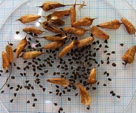 Seed collection