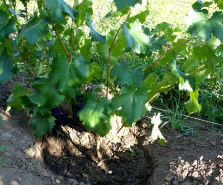 Features of growing varieties Victor