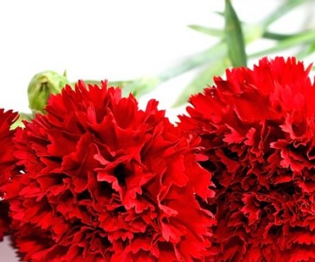 Features of growing carnations
