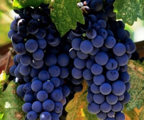 How to care for grapes?